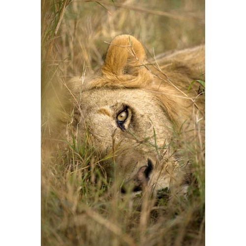 Kenya, Masai Mara Male lion sleeping in grass